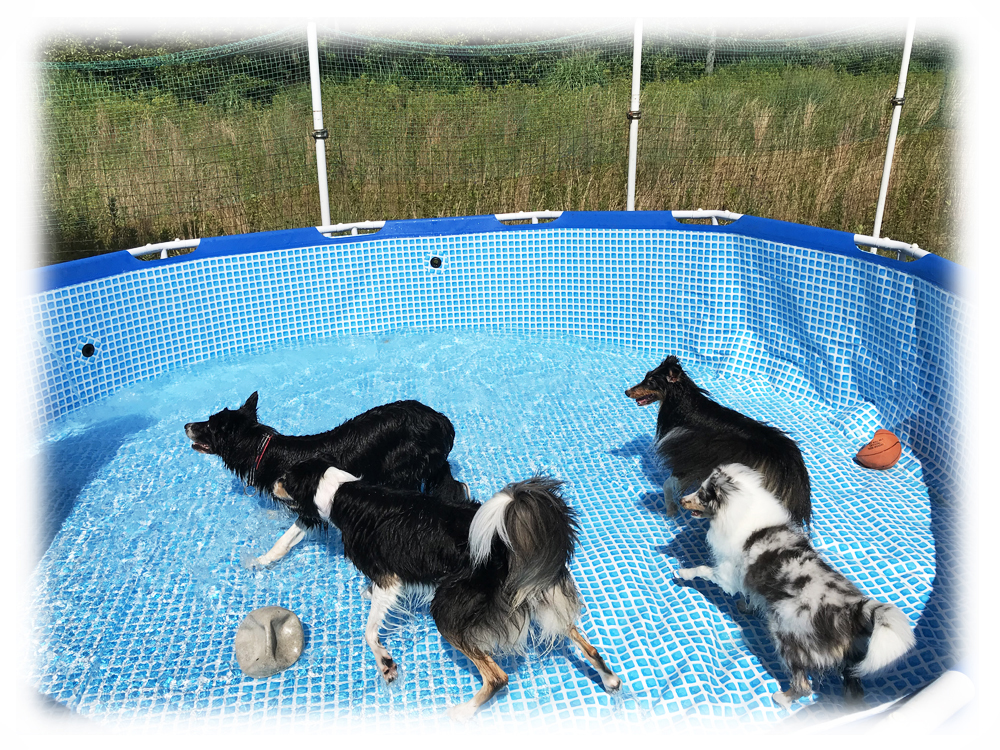 プールで遊ぶ犬たち